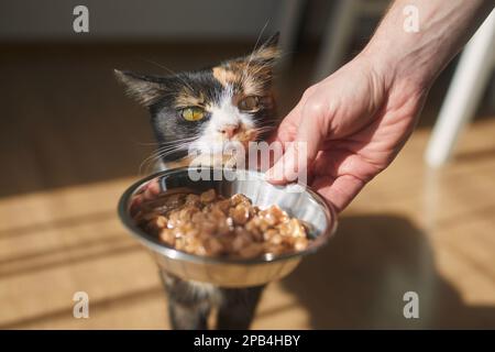 Häusliches Leben mit Haustier. Mann, der seine hungrige Katze zu Hause füttert. Stockfoto