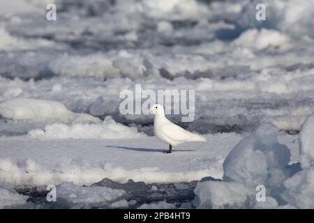 Elfenbeinmöwe, Elfenbeinmöwe (Pagophila eburnea), Möwen, Tiere, Vögel, Elfenbeinmöwe Erwachsene, Steht auf Eis, Erik Eriksenstretet, Svalbard Stockfoto