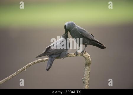 Jackdaw (Corvus monedula), Paar Erwachsene, Fütterung mit Werbung, hoch oben auf einer Filiale, Hortobagy N. P. Ungarn Stockfoto