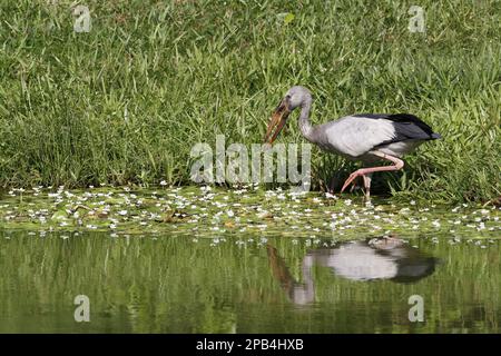 Asiatische Entenbarsche (Anastomus oscitans), Silberschnabel-Storch, Storch, Tiere, Vögel, Asiatischer offener Storch, Erwachsener, Futtersuche im Wasser am Rand des Teichs, SR Stockfoto