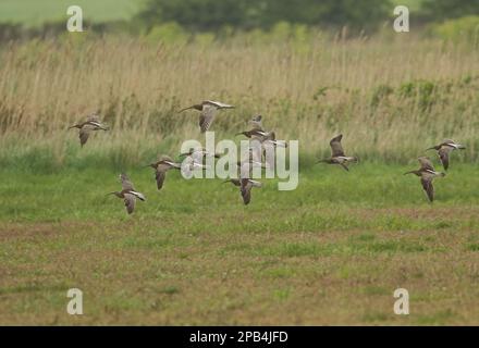 Whimbrel (Numenius phaeopus), mit erwachsenem eurasischen Curlew (Numenius arquata), Migranten, die tief über den Bereich des übergeordneten Verwaltungssystems fliegen, Eccles-On Stockfoto