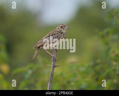 Jerdon's Bushlark (Mirafra affinis), Erwachsener, hoch oben auf dem Zweig, Sri Lanka, Asien Stockfoto