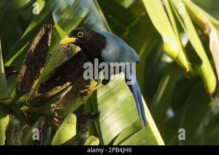 Yucatan jay (Cyanocorax yucatanicus) unreif, ernähren sich von Bananenfrüchten, Yucatan-Halbinsel, Mexiko, Mittelamerika Stockfoto