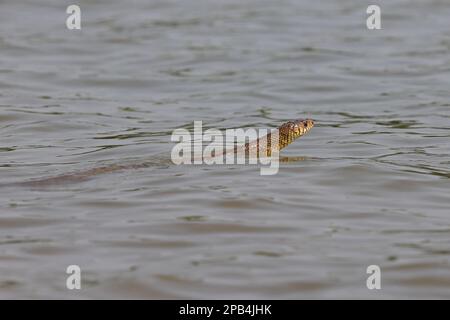 Orientalische Rattenschlange (Ptyas mucosa), Erwachsene, Schwimmen, Goa, Indien, Asien Stockfoto