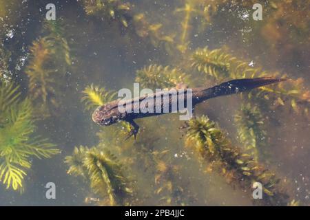 Nördlicher Baummolch (Triturus cristatus), großer Baummolch, großer Baummolch, Baummolch, Amphibien, Sonstige Tiere, Molche, Molche, Tiere, Gr Stockfoto