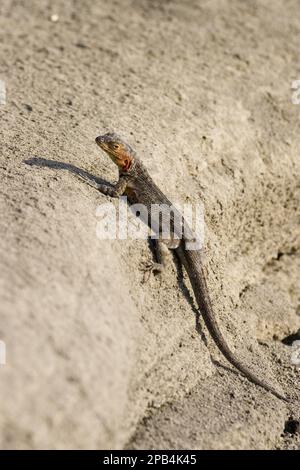 Tropidurus albemarlensis, Lava Lizard, Lava Eidechsen, endemisch, andere Tiere, Reptilien, Tiere, Lava Galápagos Lava-Eidechse (Microlophus albemarlensis) Stockfoto