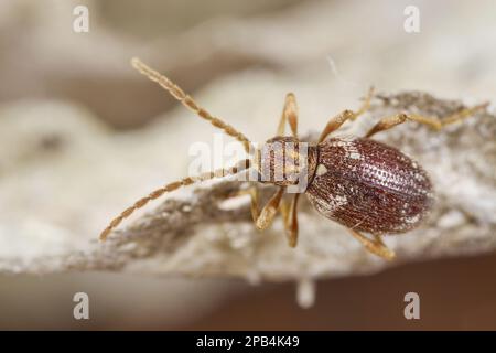 Weißmarkierter Spinnenkäfer (Ptinusfell), Erwachsene, auf Papierumschlag mit Waspe (Dolichovespula sp.) Nest, Powys, Wales, Großbritannien, Europa Stockfoto