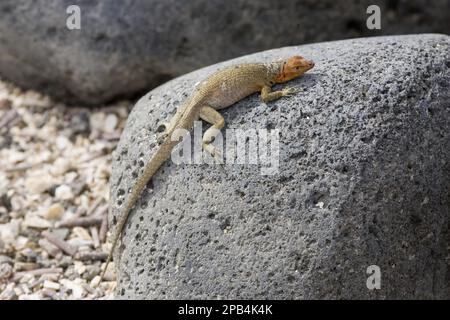 Tropidurus albemarlensis, Lava Lizard, Lava Eidechsen, endemisch, andere Tiere, Reptilien, Tiere, Lava Galápagos Lava-Eidechse (Microlophus albemarlensis) Stockfoto