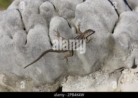 Tropidurus albemarlensis, Lava Lizard, Lava Eidechsen, endemisch, andere Tiere, Reptilien, Tiere, Lava Galápagos Lava-Eidechse (Microlophus albemarlensis) Stockfoto