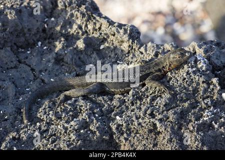 Tropidurus albemarlensis, Lava Lizard, Lava Eidechsen, endemisch, andere Tiere, Reptilien, Tiere, Lava Galápagos Lava-Eidechse (Microlophus albemarlensis) Stockfoto