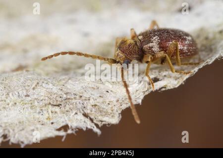 Weißmarkierter Spinnenkäfer (Ptinusfell), Erwachsene, auf Papierumschlag mit Waspe (Dolichovespula sp.) Nest, Powys, Wales, Großbritannien, Europa Stockfoto