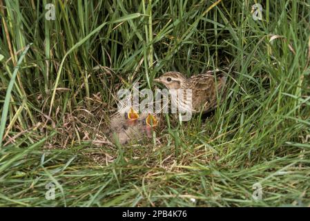 Skylark, eurasische Skylarks (Alauda arvensis), Singvögel, Tiere, Vögel, Lerchen, skylark, im Nest Stockfoto