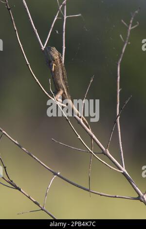 Blutsauger (Agama), Blutsauger Agama, Indian Beauty Lizard, Indian Beauty Eidechsen, Agamas, Sonstige Tiere, Reptilien, Tiere, Gemeine GartenLizard, S. Stockfoto