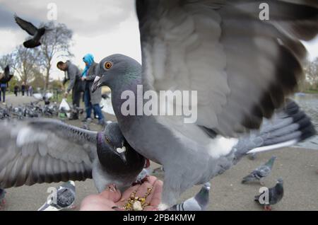 Straßentaube, Stadttauben, Stadttauben, Tauben, Tiere, Vögel, Feraltaube (Columba livia f. domestica) (Columba livia forma domestica) Stockfoto