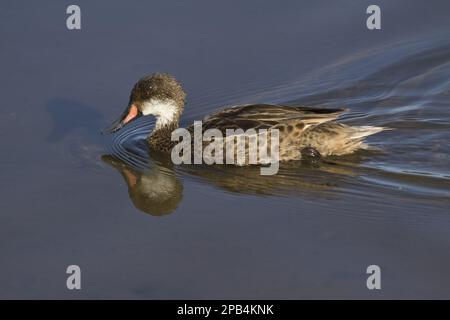 Weißmaul-Spintail, Galapagos Stockfoto