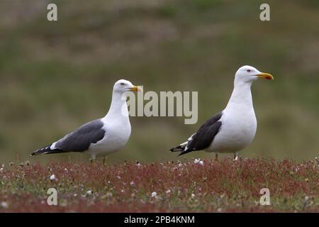 Ein paar kleine schwarze Gulls auf Havergate Island, Suffolk Stockfoto