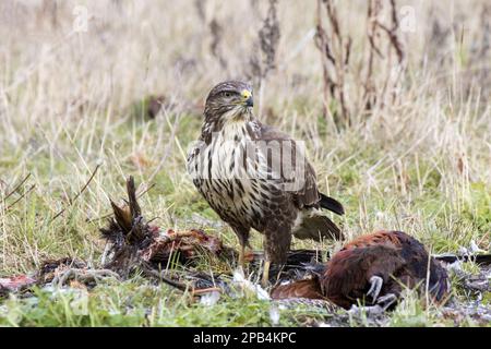 Bussarde, Bussarde, Bussarde, Raubvögel, Tiere, Vögel, gemeiner Buzzard, der toten Fasan plündert. Suffolk Stockfoto