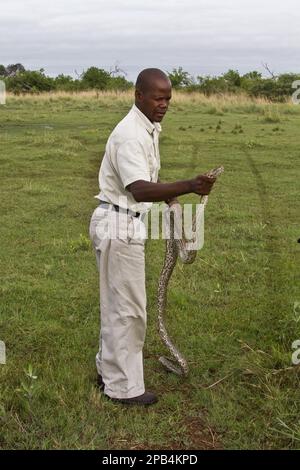 Northern Rock Python, Northern Rock Pythons, andere Tiere, Reptilien, Schlangen, Tiere, Riesenschlangen, eine afrikanische Felsenpython in der Hand, Okavango Delta Stockfoto