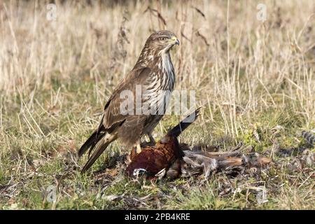 Bussarde, Bussarde, Bussarde, Raubvögel, Tiere, Vögel, gemeiner Buzzard, der toten Fasan plündert. Suffolk Stockfoto