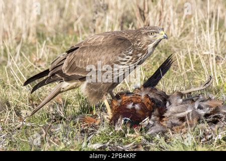 Bussarde, Bussarde, Bussarde, Raubvögel, Tiere, Vögel, gemeiner Buzzard, der toten Fasan plündert. Suffolk Stockfoto