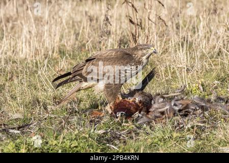 Bussarde, Bussarde, Bussarde, Raubvögel, Tiere, Vögel, gemeiner Buzzard, der toten Fasan plündert. Suffolk Stockfoto