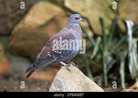 Gesprenkelte Taube (Columba Guinea), ausgewachsen, auf Felsen, Simonstown, Westkap, Südafrika, Afrika Stockfoto