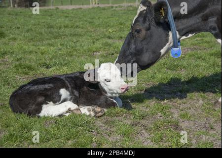 Hausrinder, Holstein Friesian-Milchkuh, mit Transponder-Halsband, mit neugeborenem Hereford-Kreuzkalb, Shropshire, England, Vereinigtes Königreich, Europa Stockfoto