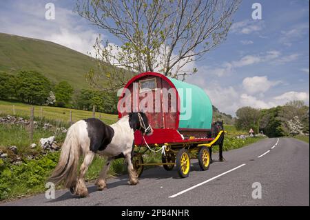 Horse, Irish Cob (Zigeunerpferd), zieht Reiselokawane, fährt Richtung Appleby Horse Fair, entlang der A683 zwischen Sedbergh und Kirkby Stephen, Cumbria, Stockfoto