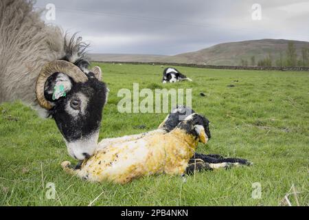 Hausschafe, Swaledale-Schafe, neugeborene Zwillingslämmer auf der Weide lecken, mit Haushund, Border Collie, arbeitendem Schäferhund, im Hintergrund beobachten, Kumb Stockfoto