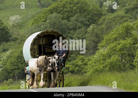 Horse, Irish Cob (Zigeunerpferd), zieht Reiselokawane, fährt Richtung Appleby Horse Fair, entlang der A683 zwischen Sedbergh und Kirkby Stephen, Cumbria, Stockfoto