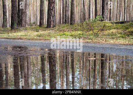 Kolkwitz, Deutschland. 12. März 2023. Kiefern spiegeln sich in einer Pfütze in einem Wald nahe Kolkwitz im Stadtteil Spree-Neiße von Brandenburg wider. Für Anfang der Woche werden in Südbrandenburg steigende Temperaturen und Regen prognostiziert. Kredit: Frank Hammerschmidt/dpa/Alamy Live News Stockfoto