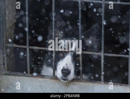 Haushund, Border Collie, arbeitender Schäferhund, Erwachsener, schauend aus dem Knast während des Schneefalls, in der Nähe von Thornhill, Dumfries und Galloway, Schottland, United King Stockfoto