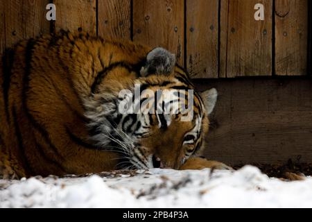 amur-Tiger, der im Schnee vor dem Wald schläft Stockfoto