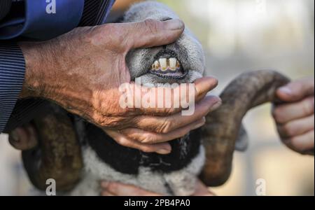 Swaledale-Schafe, Swaledale-Rammbock, reinrassige, als Haustiere gehaltene Huftiere, Nutztiere, Klauen, Säugetiere, Tiere, Hausschafe, Hausschafe, Swaledale r Stockfoto