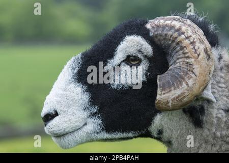 Swaledale-Schafe, Swaledale-Schafe, reinrassige, Haustiere, Huftiere, Nutztiere, Klauen, Säugetiere, Tiere, Hausschafe, Hausschafe, Swa Stockfoto