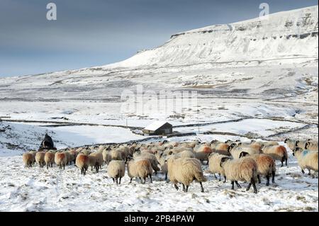 Hausschafe, Dalesbred, Herde, mit Hirten auf dem Quadbike, die von schneebedeckten Moorlandungen auf eine untere Weide führen, in der Nähe von Pen-y-gent, Yorkshire Dales N. Stockfoto