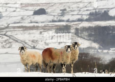 Hausschafe, Swaledale-Mutterschafe, mit Markierungen aus dem Farbstoff „Raddle“, die auf einer schneebedeckten Weide stehen, Wensleydale, Yorkshire Dales N. P. North Yorkshire, Stockfoto