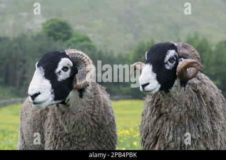 Swaledale-Schafe, Swaledale-Schafe, reinrassige, als Haustiere gehaltene, Huftiere, Nutztiere, Klauen, Säugetiere, Tiere, Hausschafe, Hausschafe, Swaledale Stockfoto