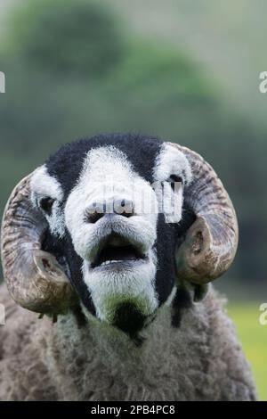 Swaledale-Schafe, Swaledale-Schafe, reinrassige, Haustiere, Huftiere, Nutztiere, Klauentiere, Säugetiere, Tiere, Hausschafe, Hausschafe, Stockfoto