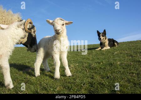 Hausschafe, Swaledale, Mutterschafe und neugeborene Lämmer, mit Haushund, Border Collie, arbeitendem Schäferhund, beobachtet im Hintergrund; Cumbria, England, Vereinigt Euch Stockfoto