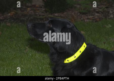 Stammhunde, Einzieher, Haushunde, Haustiere, Haustiere zu Hause, Jagdhunde, Säugetiere, Tiere, Flatcoat Retriever mit reflektierendem Kragen Stockfoto