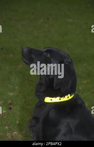 Stammhunde, Einzieher, Haushunde, Haustiere, Haustiere zu Hause, Jagdhunde, Säugetiere, Tiere, Flatcoat Retriever mit reflektierendem Kragen Stockfoto