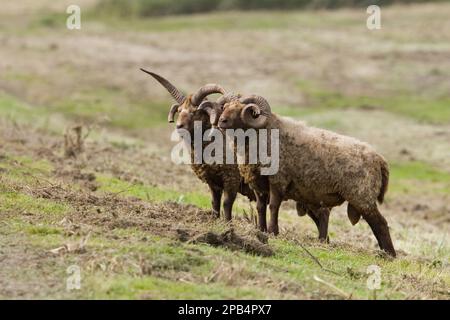 Manx-loaghtan-Schafe, reinrassige Tiere, Heimtiere, Huftiere, Nutztiere, Klauen, Säugetiere, Tiere, Hausschafe, Manx-loughton-Schafe Stockfoto