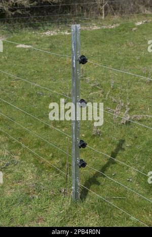 Neuer Elektrozaun mit verzinkten Steilpfosten und Isolatoren auf Weiden mit Schafen, Berkshire, England, Großbritannien, Europa Stockfoto