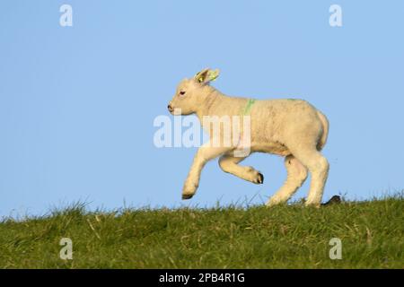 Texelschafe, reinrassige, Haustiere, Huftiere, Nutztiere (Klauentiere), Säugetiere, Tiere, Hausschafe, Texel, Lamm, läuft Stockfoto