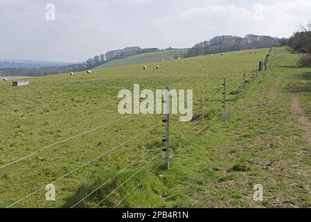 Neuer Elektrozaun mit verzinkten Steilpfosten und Isolatoren auf Weiden mit Schafen, Berkshire, England, Großbritannien, Europa Stockfoto