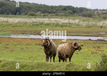 Manx-loaghtan-Schafe, reinrassige Tiere, Heimtiere, Huftiere, Nutztiere, Klauen, Säugetiere, Tiere, Hausschafe, Manx-loughton-Schafe bei RSPB Minsmere Reser Stockfoto