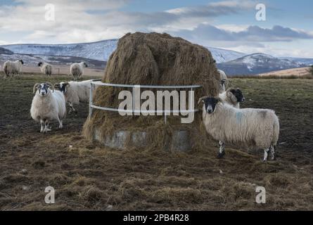 Einheimische Schafe, schottische Schwarzkopfherde, Herde, die sich von der Ringzuführung von Silage ernährt, in der Nähe von Cow Ark, Whitewell, Clitheroe, Forest of Bowland, La Stockfoto