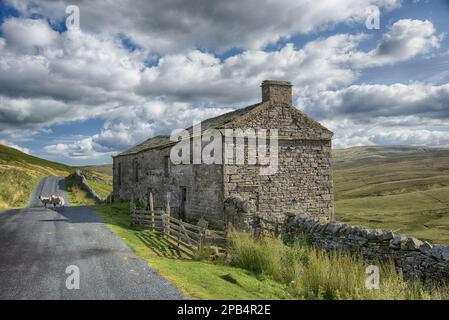 Steinscheune, trockene Steinmauern und Schafe auf der Straße, nahe Keld, Swaledale, Yorkshire Dales N. P. North Yorkshire, England, Vereinigtes Königreich, Euro Stockfoto