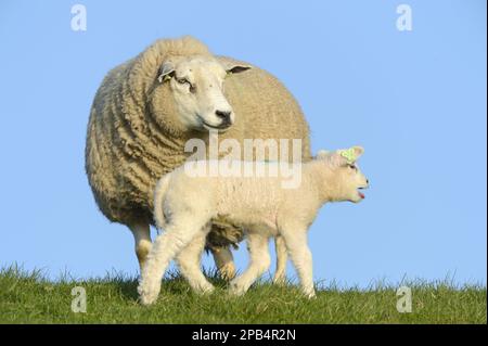 Texelschafe, reinrassige, Haustiere, Huftiere, Nutztiere (Klauentiere), Säugetiere, Tiere, Hausschafe, Texel, Mutterschaf und Lamm, Calli Stockfoto